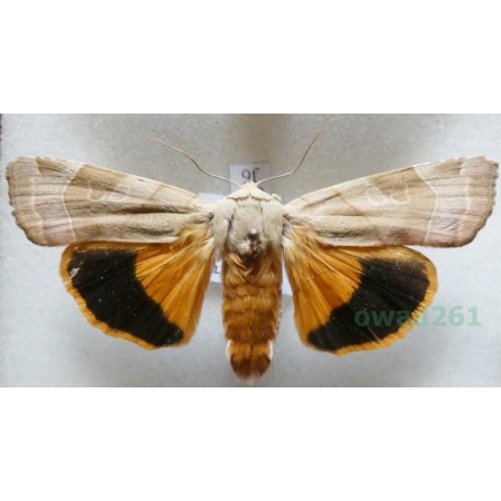 Noctua fimbriata (Schreber, 1759) Rolnica aksamitka Czech9f